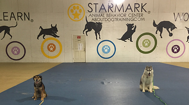 Chloe (izq.) en el Centro de entrenamiento Starmark, en Estados Unidos.