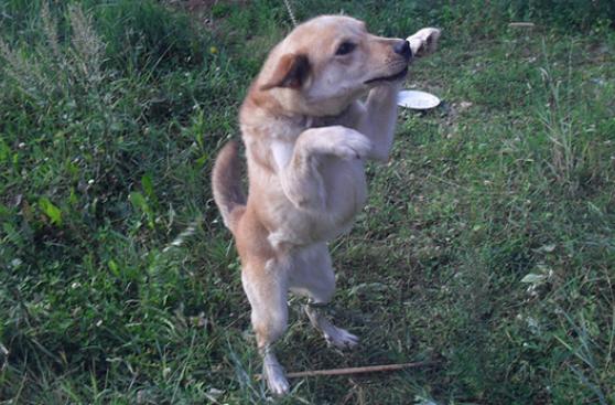 5 malas conductas incitadas por dueños de perros