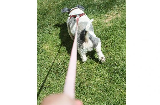 5 malas conductas incitadas por dueños de perros
