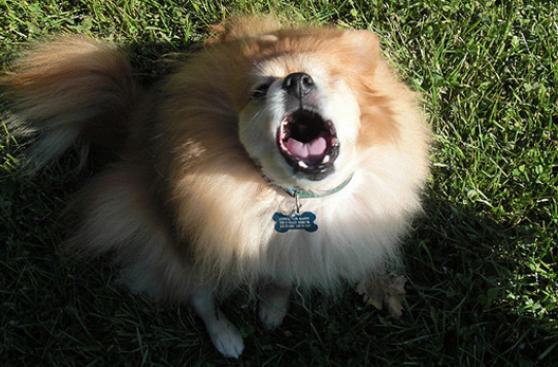 5 malas conductas incitadas por dueños de perros