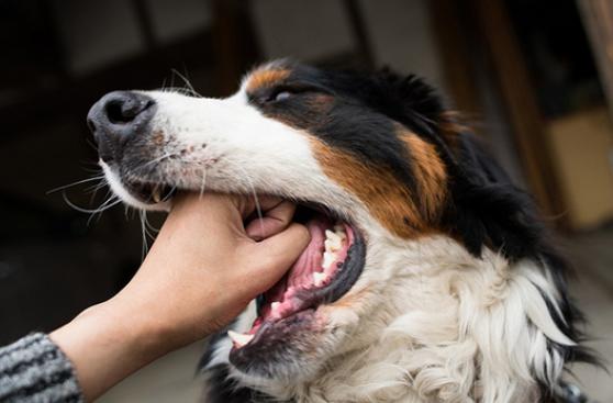 5 malas conductas incitadas por dueños de perros