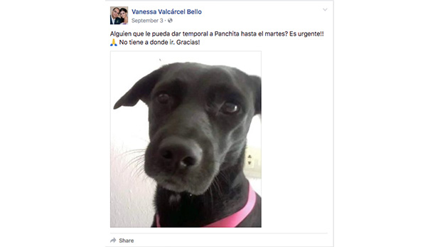 Una de las tantas publicaciones que Vanessa Valcárcel subió a su muro en Facebook pidiendo ayuda con el caso de Pancha, originalmente llamada Panchita.