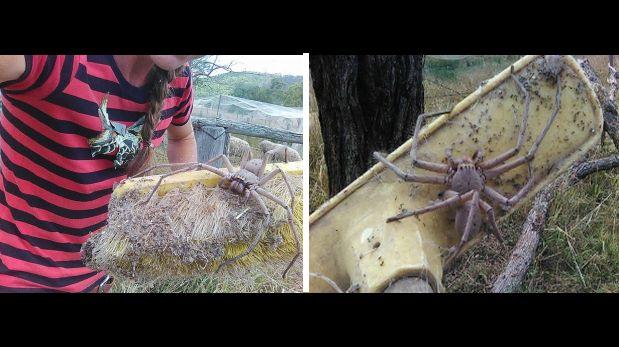 Facebook: fotografía de araña gigante impacta en red social