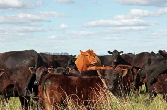 [BBC] Cómo Argentina quiere volver a ser el país de la carne