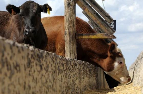 [BBC] Cómo Argentina quiere volver a ser el país de la carne