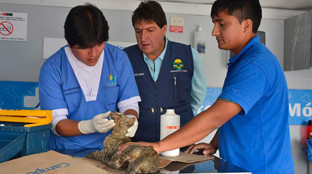 El médico veterinario Pedro Ospina revisa a Pepito junto al alcalde Juan Carlos Zurek y personal médico.