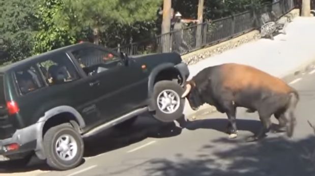 YouTube: toro enfurecido atacó una familia en su camioneta [VIDEO ... - El Comercio