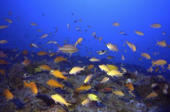 Nueva "zona muerta" del Índico impactaría en equilibrio marino