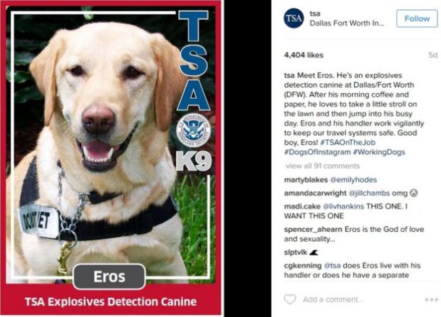 Eros es uno de los perros detectores de explosivos de la TSA que fascinan a sus seguidores de Instagram. (Foto: Instagram)
