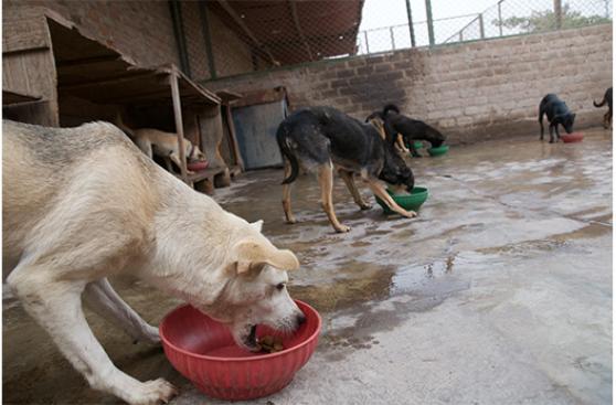 Perro guardián de comercio de opciones binarias