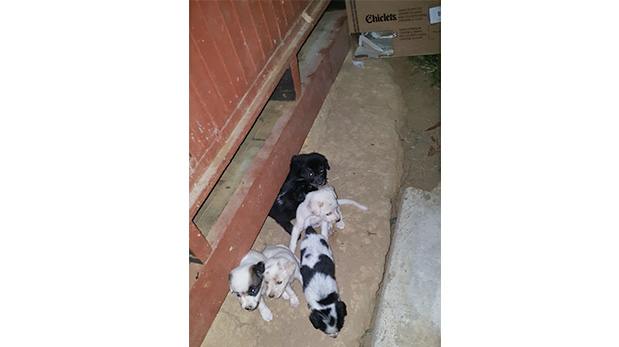 La primera foto tomada a los cachorros debajo de una de las cabañas del albergue en Sauce.