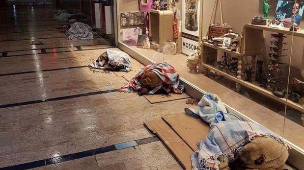 Perros callejeros de Estambul durmieron en centros comerciales