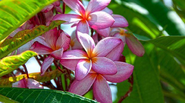 Cuba es la isla del Caribe con más plantas amenazadas