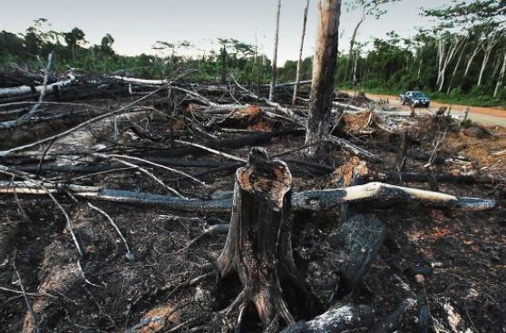 Decrece la pérdida de bosques en el país