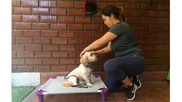 Majo Rivera enseña cómo lograr que el perro se quede tranquilo en su espacio.