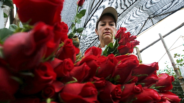 San Valentín: ¿Por qué Colombia revisa las rosas que exporta? - El Comercio