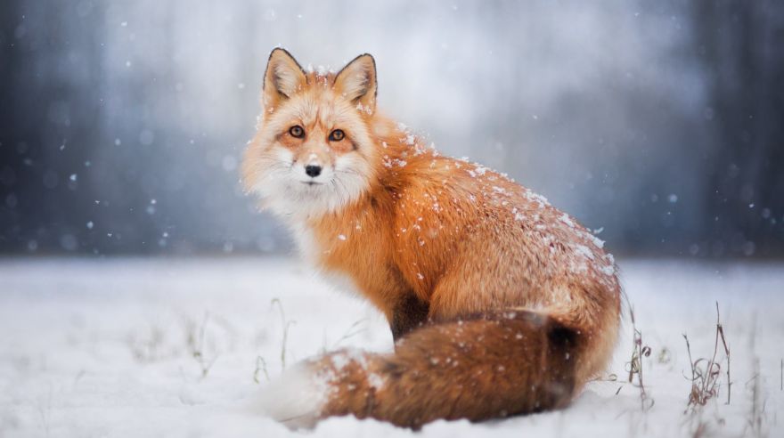 Facebook: joven artista destaca belleza de un zorro en la nieve [FOTOS