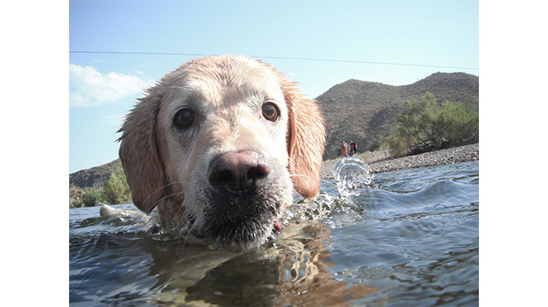 [Foto] El verano aumenta el riesgo de otitis en los perros