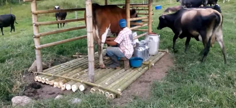 Cajamarca: bloqueo de vías afecta la venta de leche - El Comercio