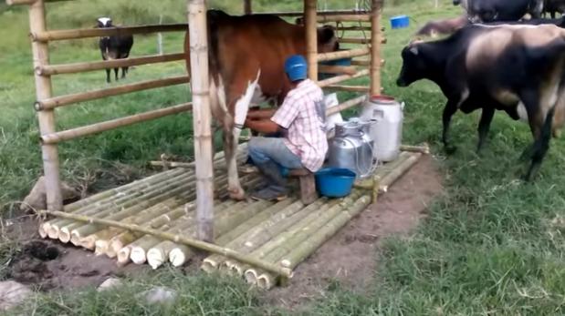 Cajamarca: bloqueo de vías afecta la venta de leche