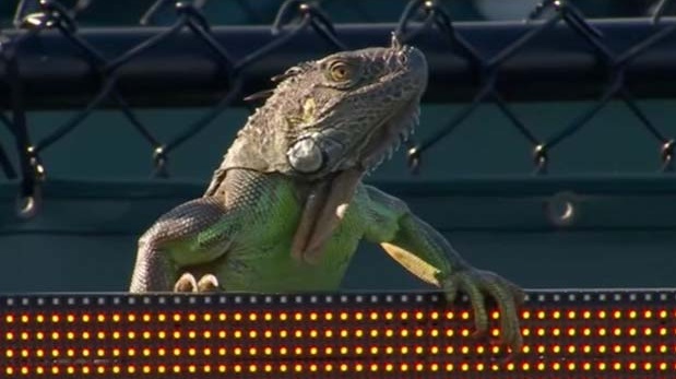 YouTube: iguana interrumpió encuentro del Masters 1000 de Miami 