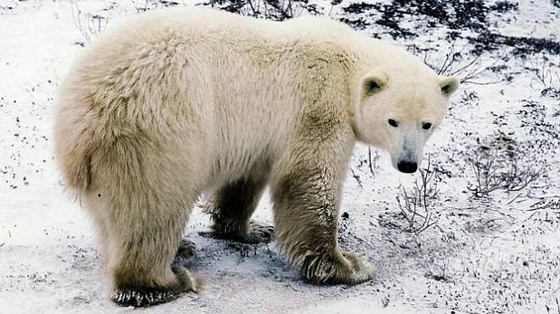 El retroceso de los hielos en el Ártico ha empujado a los osos polares a aparearse con los osos pardos. (Foto: AFP)