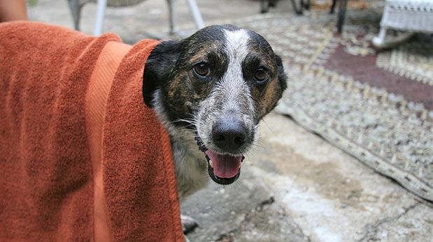 [Foto] Cómo darle un baño seguro a tu perro