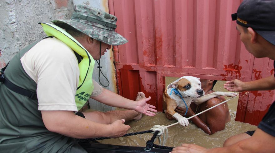 Los agentes también rescataron a mascotas de los damnificados. (Foto: Ralph Zapata / El Comercio)
