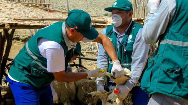 Huarmey: atienden a 250 animales frente a la alerta sanitaria - El Comercio