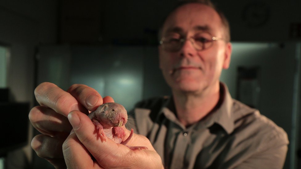 Los ratopines rasurados sobrevivieron en condiciones que matarían a otros mamíferos y a los seres humanos.