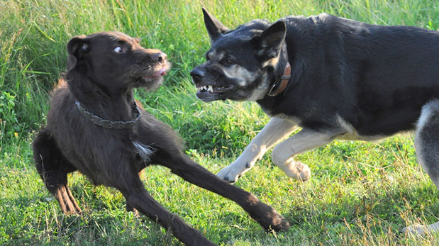 [Foto] ¿Cómo reaccionar ante el ataque de un perro?