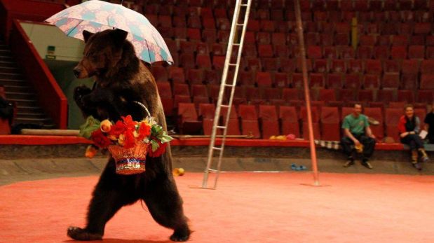FOTOS: el circo ruso que sorprende al mundo por sus osos amaestrados 