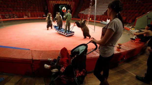 FOTOS: el circo ruso que sorprende al mundo por sus osos amaestrados 