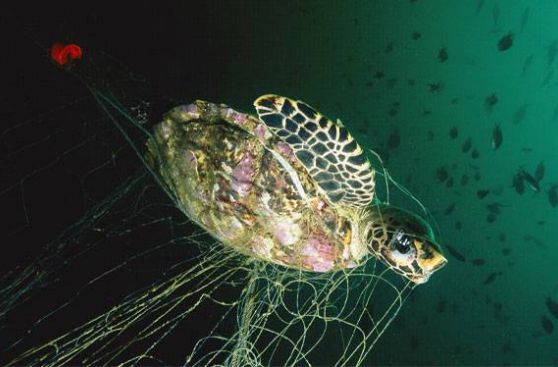 Esto ocurre a los animales marinos cuando lanzamos basura al océano