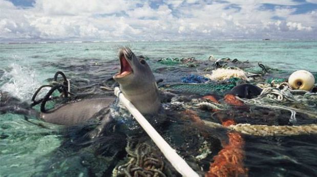 Esto ocurre a los animales marinos cuando lanzamos basura al océano