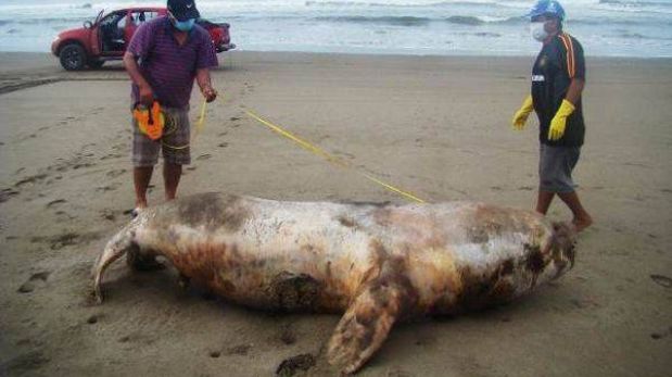 Los 50 lobos marinos que vararon en Lambayeque fueron envenenados