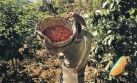 La selva de Puno: conoce el hogar de uno de los mejores cafés del mundo