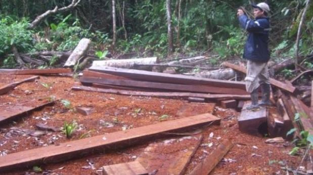 Madre de Dios: recuperan más de 2 mil metros cúbicos de madera ilegal de Tambopata