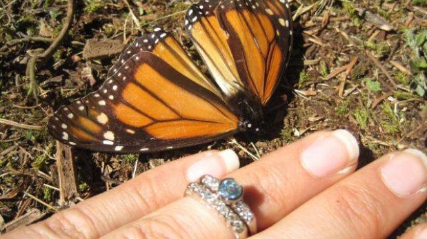 La migración de las mariposas monarca, un mágico atractivo turístico en México