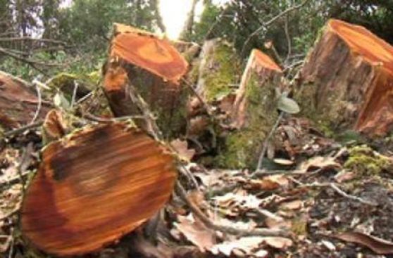 Las cinco claves para salvar los bosques en el mundo