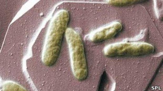 Llegan las "bacterías", pilas hechas con bacterias