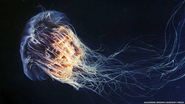 FOTOS: La extravagante belleza de las medusas del Mar Blanco