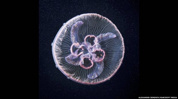 FOTOS: La extravagante belleza de las medusas del Mar Blanco