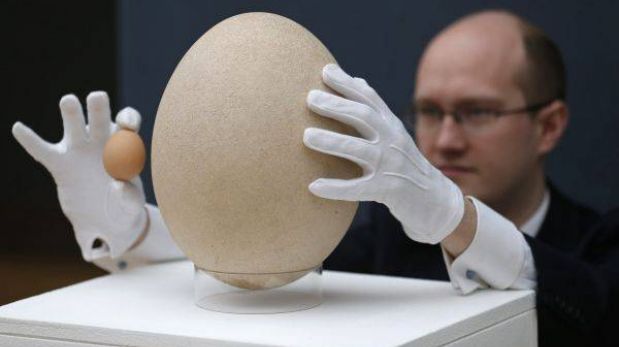 VIDEO: el huevo más grande del mundo será subastado