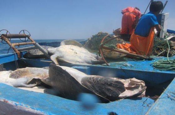 Pescadores de Punta Sal atentan contra tortugas en peligro de extinción