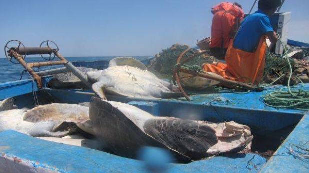 Pescadores de Punta Sal atentan contra tortugas en peligro de extinción