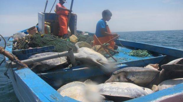 Pescadores de Punta Sal atentan contra tortugas en peligro de extinción