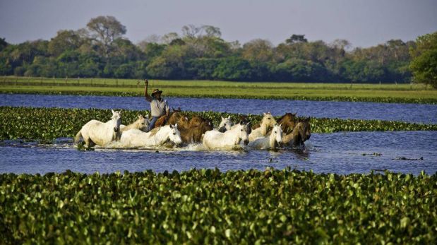 FOTOS: Pantanal, la meseta de Chapada dos Guimarães y la exuberante belleza de Cuiabá