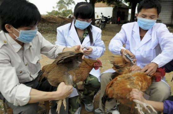 China: a 33 aumentan los afectados por nueva cepa de gripe aviar