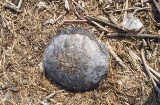 Ica: hallan muertas tortugas marinas en Pisco